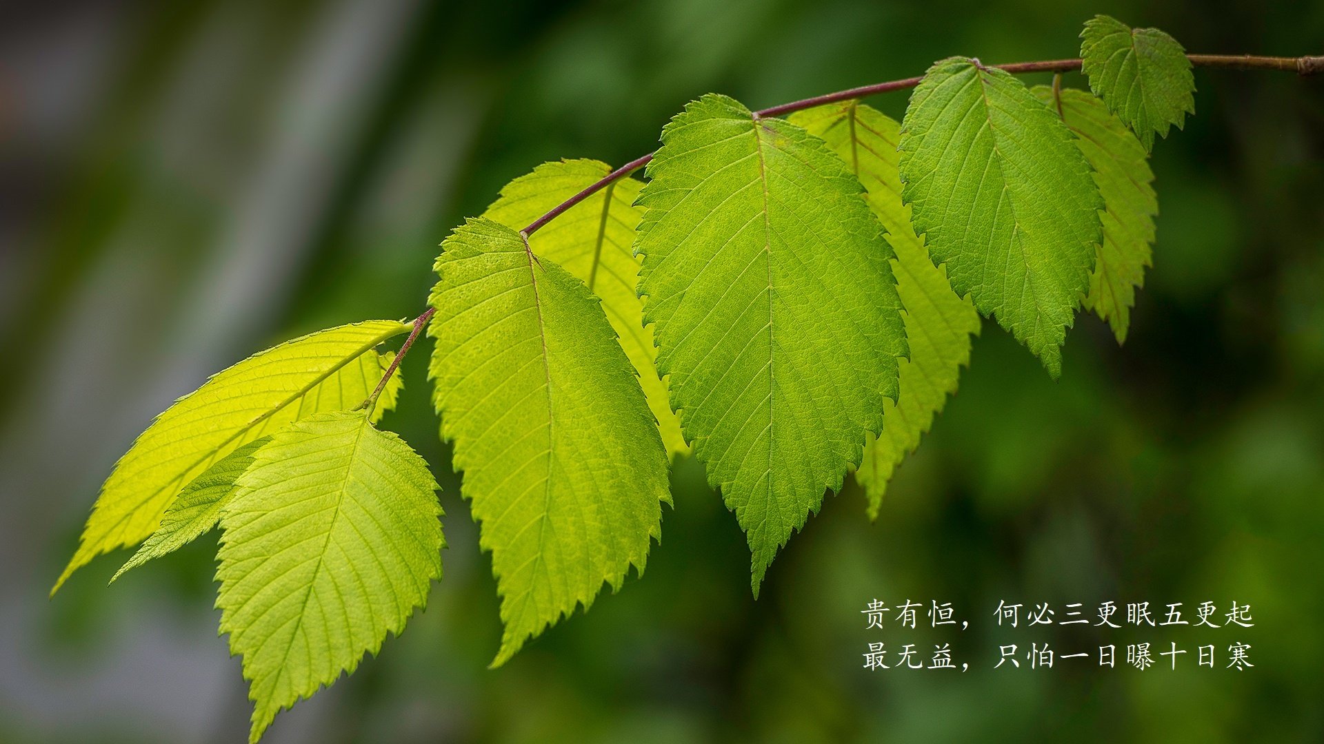 费兰·托雷斯大显神威，皇马攻势如潮
