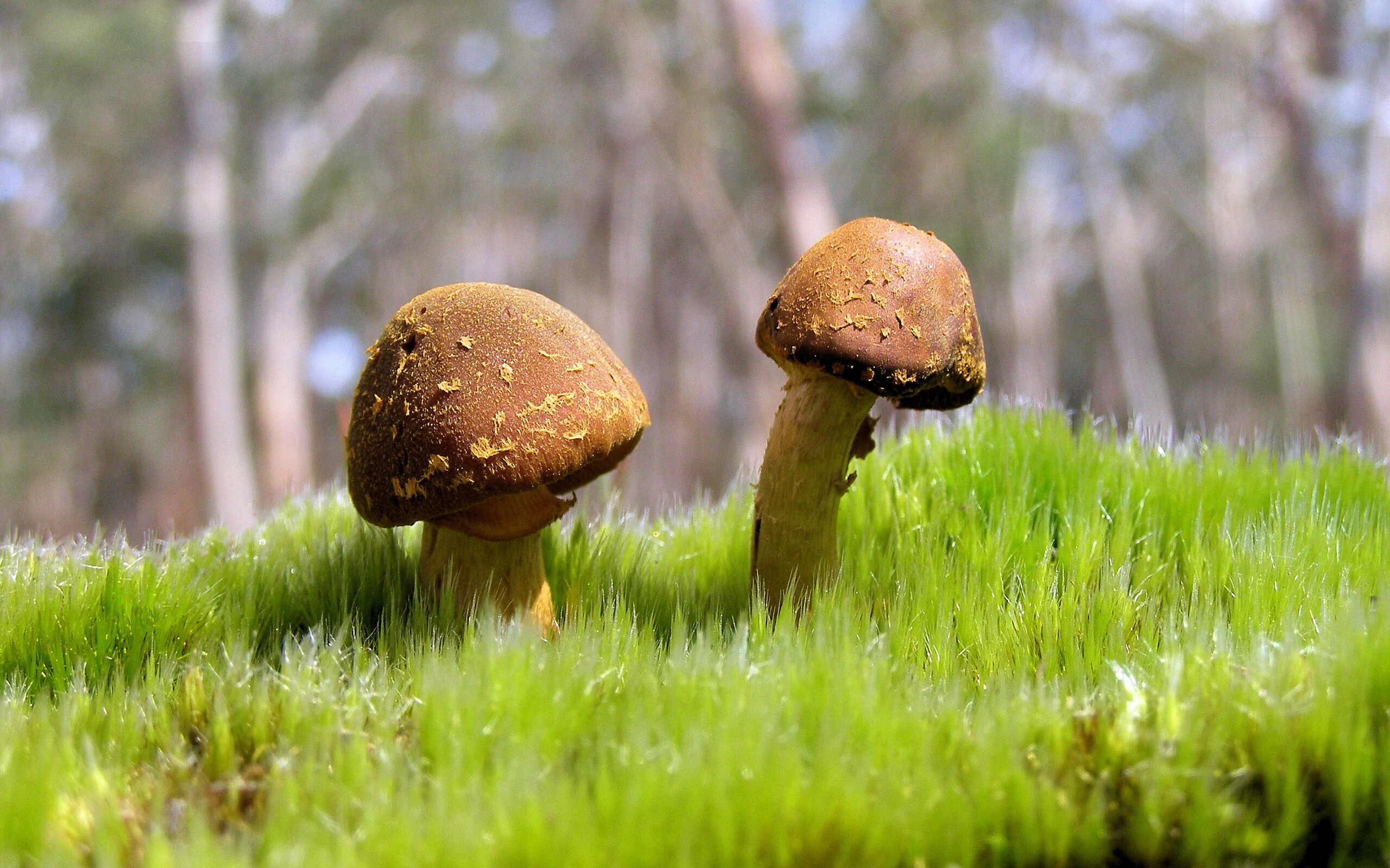 西甲球队通过战术板AI协助边中转换速度提升的研究