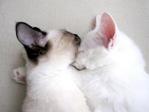 澳女泳队再掀金牌风暴,澳运女篮