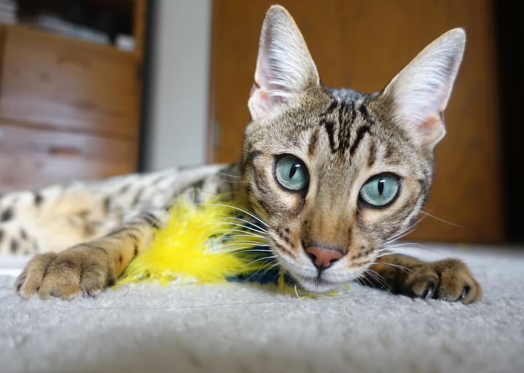 九游APP官网-英雄联盟官方举办开发者问答畅谈未来计划，英雄联盟开发老总是谁