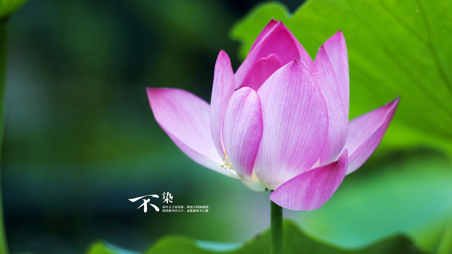 乔治中距离跳投稳定快船持续掌控比分,乔治 快船