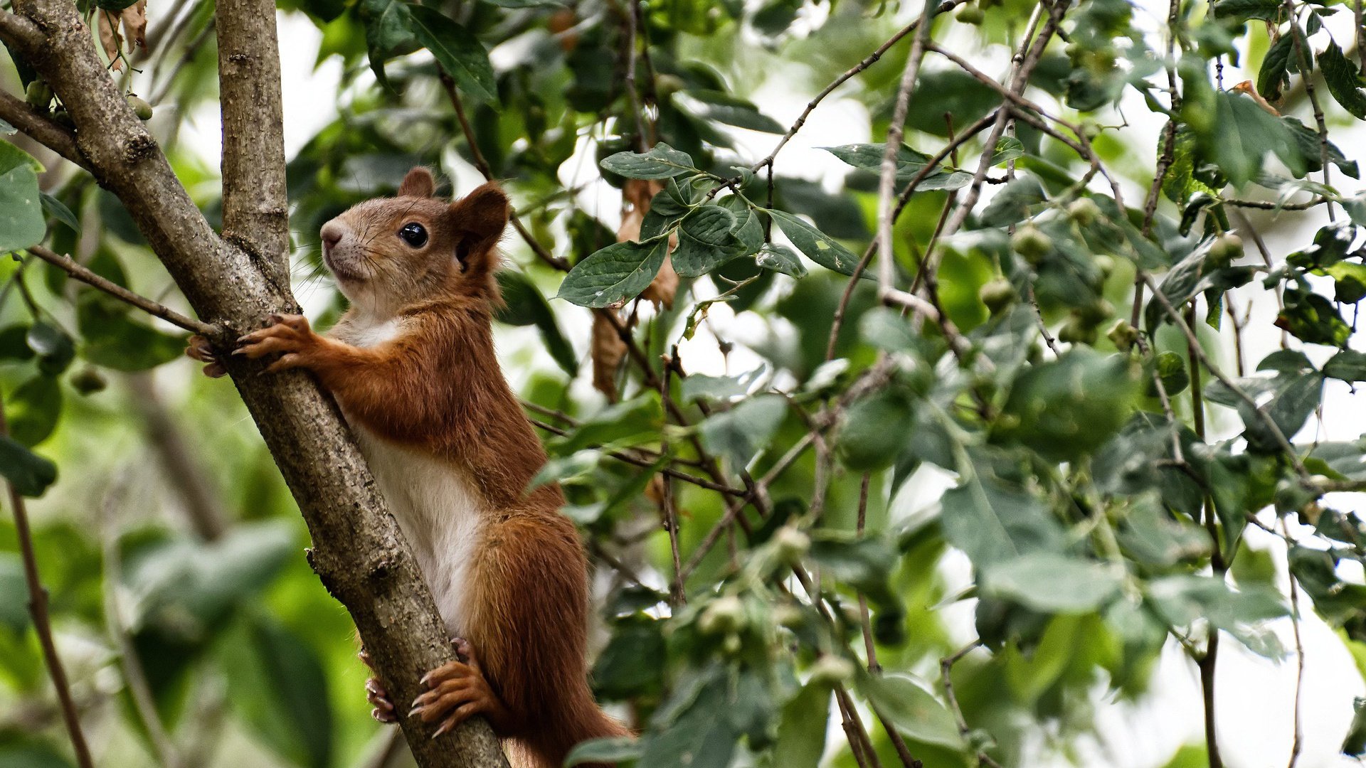全黑队的防守体系严密,威胁敌方进攻,黑队什么意思