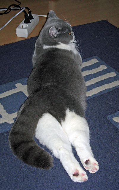 帕利斯特展现新生代自由泳力量,帕特里斯