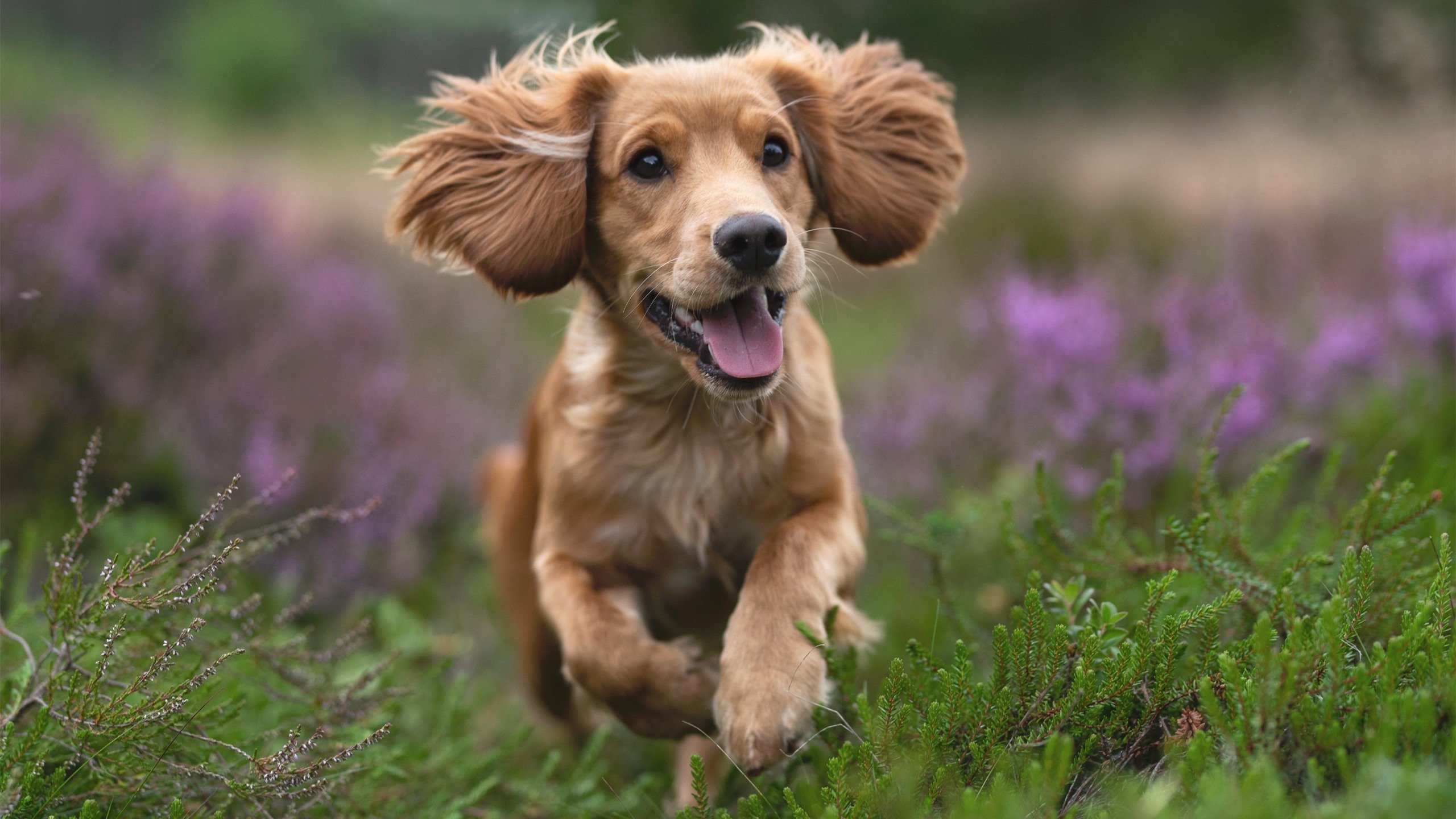 拜仁慕尼黑稳稳领跑德甲,冠军在望